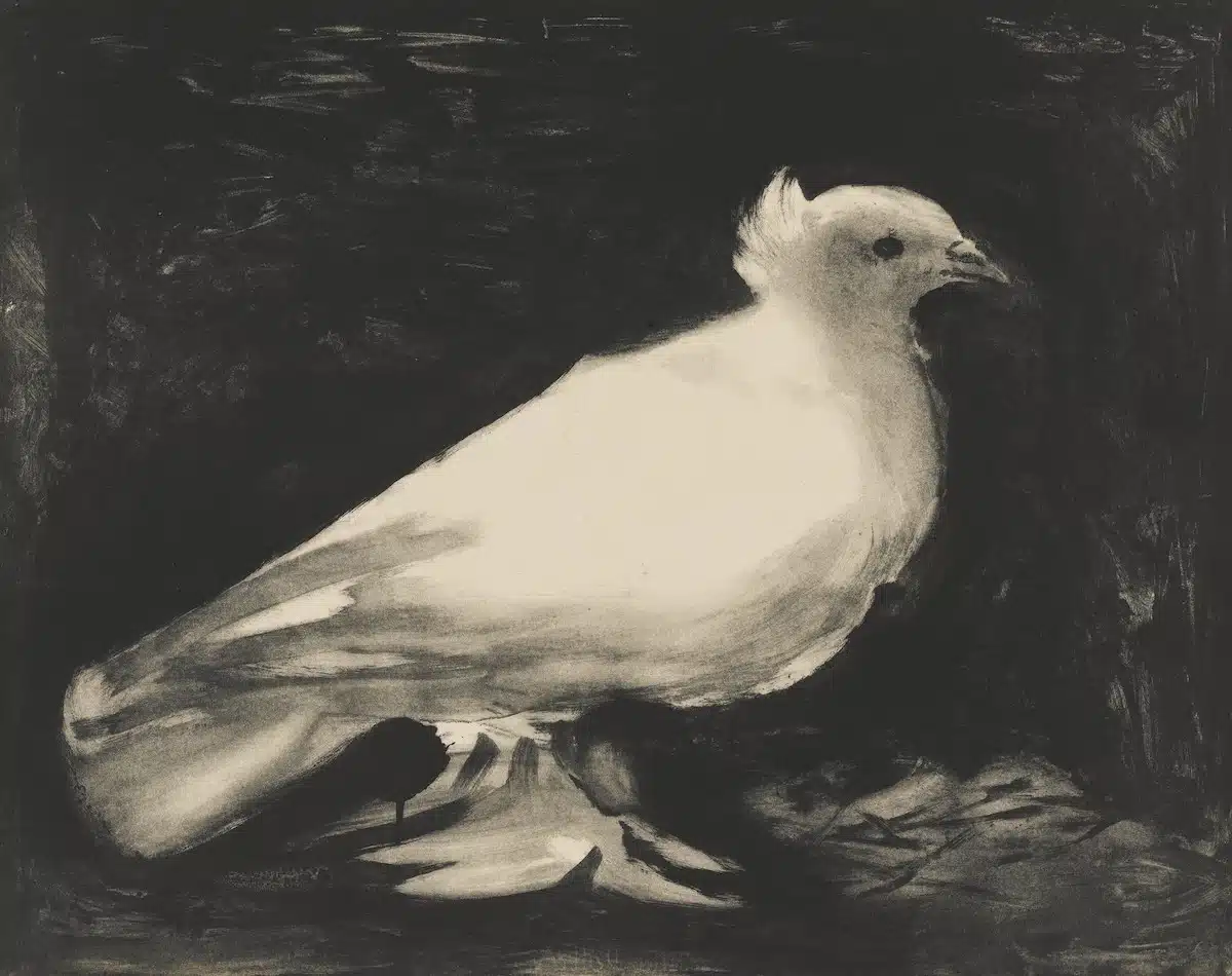 Dove of Peace 1949 by Pablo Picasso